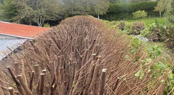 Pâte Cicatrisante Pour Arbres - Scellant D'élagage Des Blessures - Graisse De Plâtre à Chaux Riche - Avec Pinceau - Pour Jardin, Greffage, Soin Des Plantes